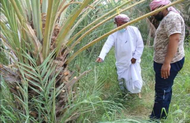 انخفاض عدد أشجار النخيل المصابة بـ'السوسة الحمراء' في الظاهرة