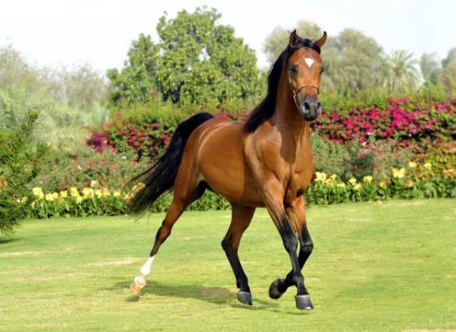 بجوائز 100 ألف ريال.. فتح باب التسجيل في 'بطولة ظفار لجمال الخيل العربية'