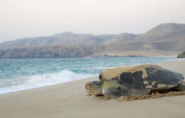 المحميات الطبيعية في عمان.. ثروة وطنية ووجهة سياحية فريدة