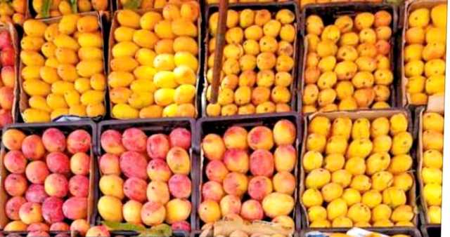 هبوط أسعار فاكهة المانجو وتكدسها في الأسواق نتيجة التوسع في زراعتها وقلة الوعي والخبرة في مجال التسويق والتغليف