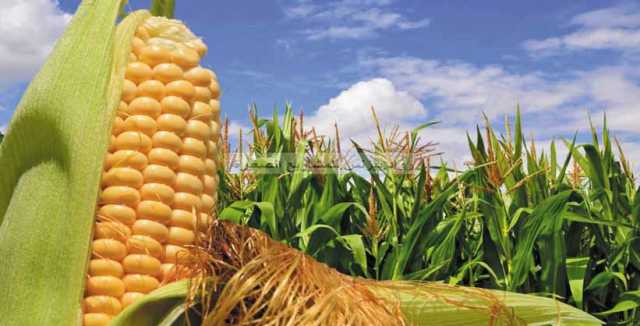 على طريق خفض فاتورة استيراده:محصول الذرة الشامية في تهامة يحقق متوسط إنتاج 3 أطنان للهكتار الواحد