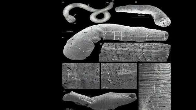 الصين.. العثور على أقدم نموذج لديدان بجهاز عصبي مركزي