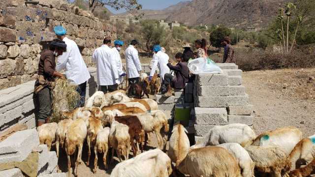 تدشين حملة بيطرية لمكافحة الحُمى القلاعية في ذمار