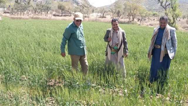 الاطلاع على تجربة زراعة محصولي القمح والفاصوليا في ماوية