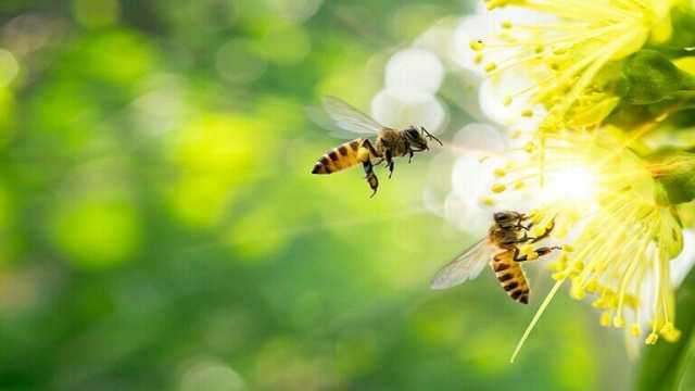 علماء: النحل يستطيع العد من اليسار إلى اليمين مثل البشر