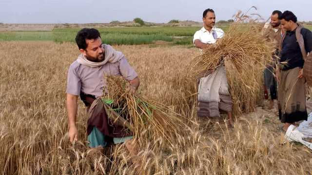 تدشين موسم حصاد القمح في اللحية بالحديدة