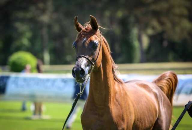 برعاية منصور بن زايد.. غدا انطلاق بطولة “كأس الإمارات لجمال الخيل العربية” في فونتينبلو الفرنسية