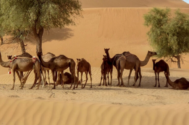 هيئة أبوظبي للزراعة والسلامة الغذائية تحقِّق إنجازاً علمياً عالمياً بإجراء أول عملية لزراعة خلايا حيّة من أجنَّة الإبل