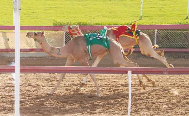 تواصل منافسات الهجن بميدان الذيد