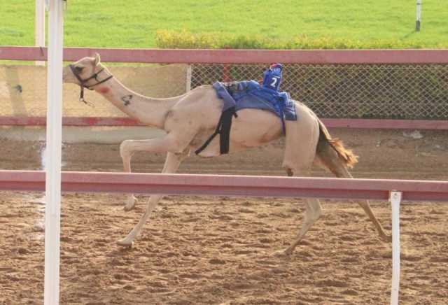 ميدان الذيد يشهد منافسات جديدة لـ ” سن الفطامين”