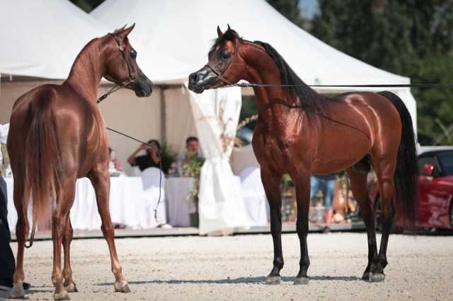 برعاية منصور بن زايد.. إقامة البطولة التاسعة لكأس الإمارات العالمي للخيل العربية في التشيك