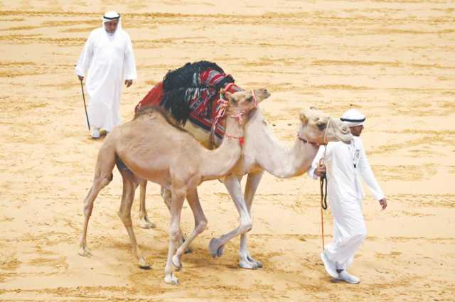  2.5 مليون درهم مبيعات مزاد الهجن العربية في معرض أبوظبي الدولي للصيد والفروسية 2024