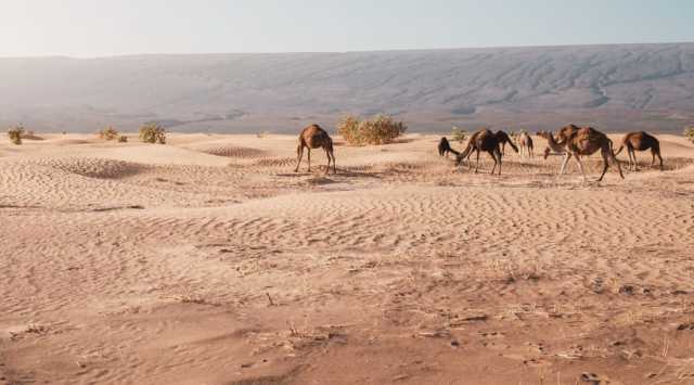 هيئة أبوظبي للزراعة والسلامة الغذائية تنظِّم الملتقى الدولي لدعم وتطوير قطاع حليب النوق