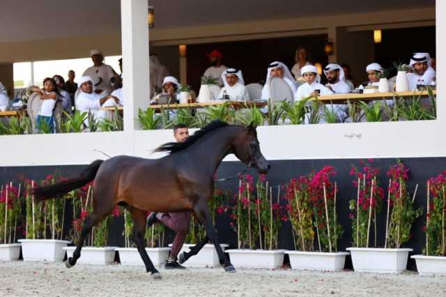 بطولة الشراع الدولية لجمال الخيل العربية تنطلق غدا من نادي العين