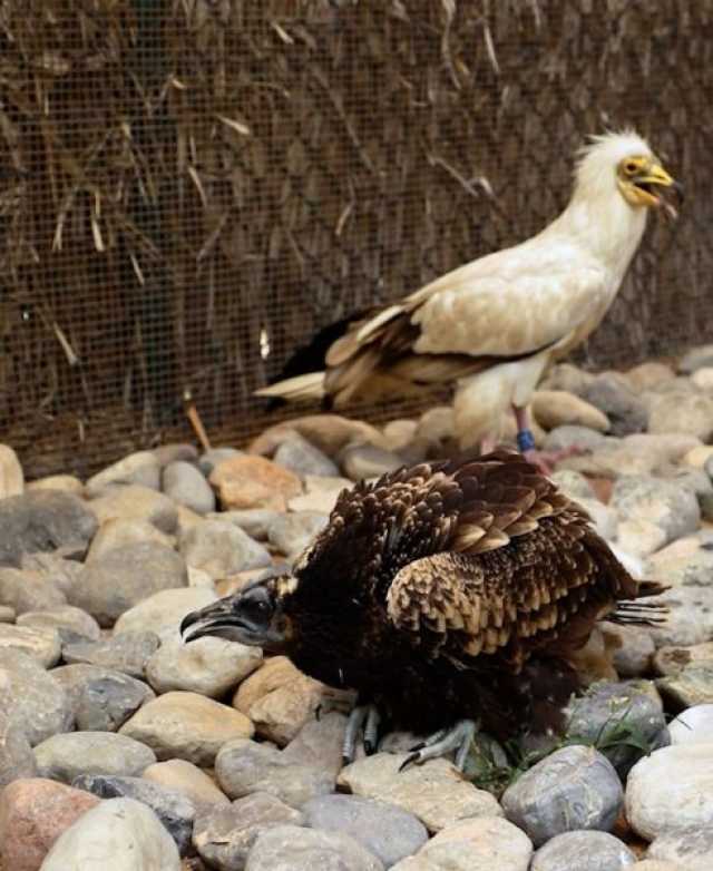 مركز الطيور الجارحة في “بيئة ومحميات” الشارقة ينجح في إكثار 7طيور من الرخمة المصرية