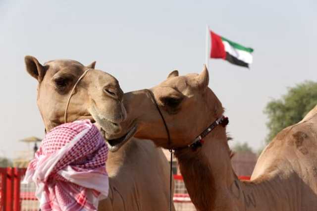 برعاية رئيس الدولة .. مهرجان الظفرة ينطلق بسويحان غداً