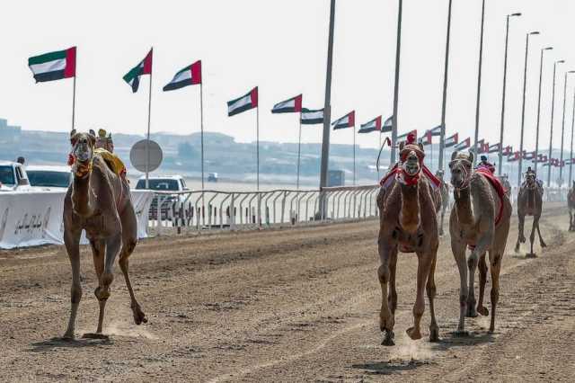 تحت رعاية رئيس الدولة.. جائزة زايد الكبرى لسباقات الهجن 2024 تنطلق في الوثبة