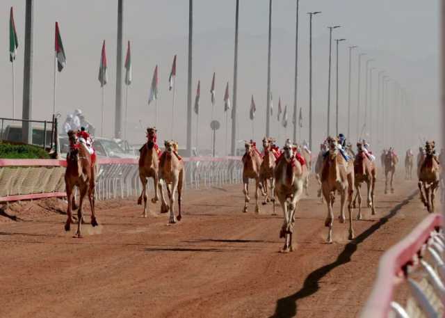 مهرجان محمد بن زايد للهجن ومزاينة الإبل “اللبسة” ينطلق الأربعاء المقبل