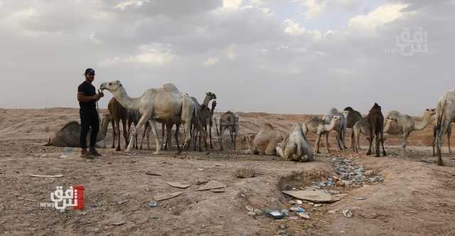 إبل كركوك الجودية.. حليبها شفاء للسرطان ويشتريها عشاقها من الخليج بآلاف الدولارات (صور)