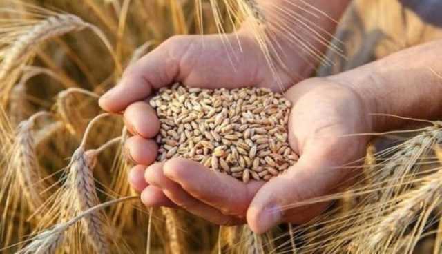 'البيئة': برنامجٌ لتحسين إنتاجية القمح والشعير