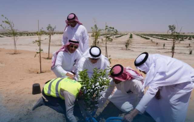 صور.. اكتمال زراعة المرحلة الأولى من مدينة الليمون بالأحساء