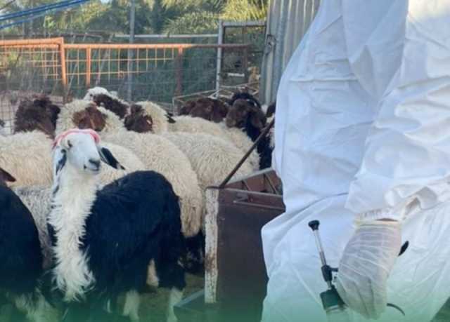 المدينة المنورة.. 'وقاء' تبدأ حملة لتحصين الماشية ضد الحمى القلاعية