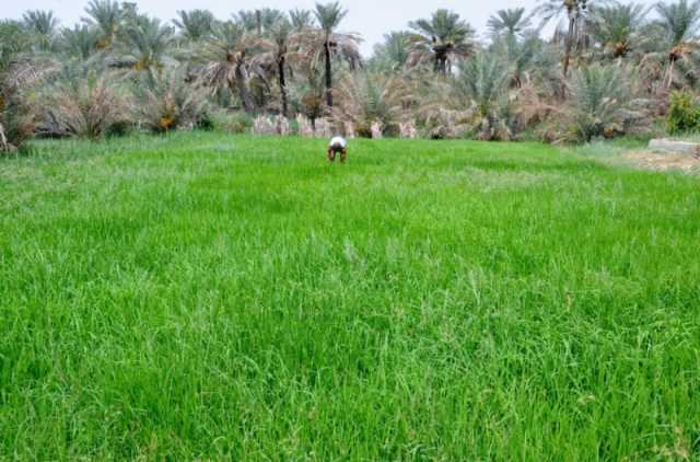 'الإحصاء' تطلق المسح الزراعي الشامل لجميع مناطق ومحافظات المملكة