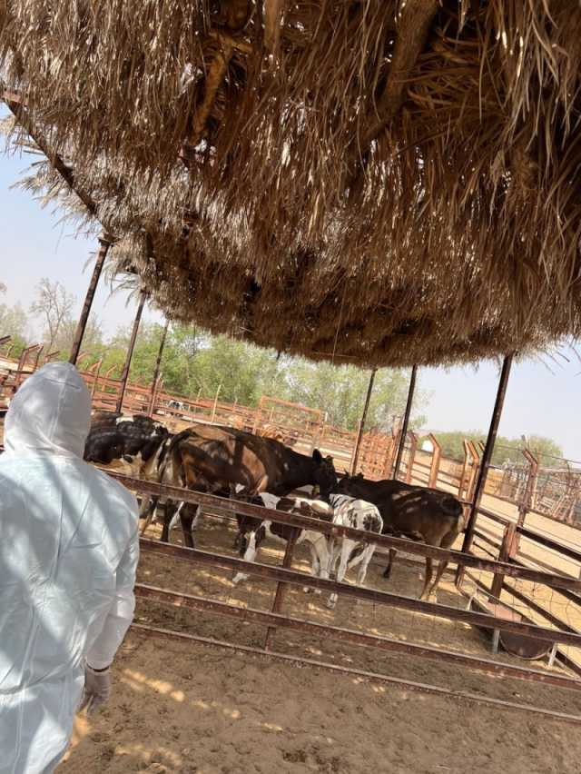 جولات إرشادية لمربي الماشية بمحافظة خليص