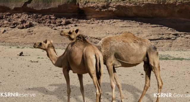 خطط مُبتكرة لتنمية الغطاء النباتي بمحمية الملك سلمان بن عبدالعزيز الملكية