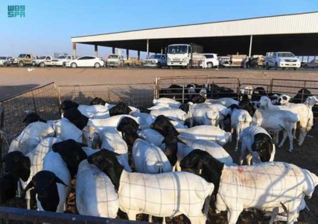 فسح 856,438 ألف رأس من الماشية خلال 20 يومًا لتلبية الطلب بموسم الحج