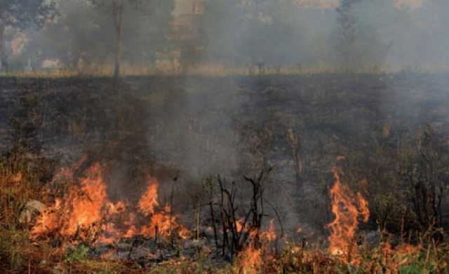 377 حادثًا.. مخاوف من زيادة حرائق الغابات في باكستان