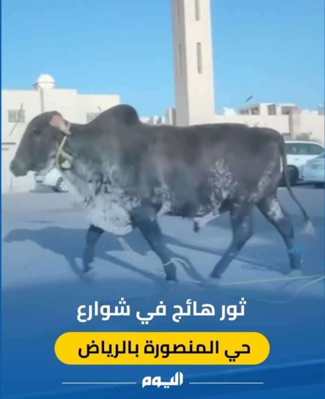 فيديو.. ثور هائج يعيث فسادًا في حي المنصورة بالرياض