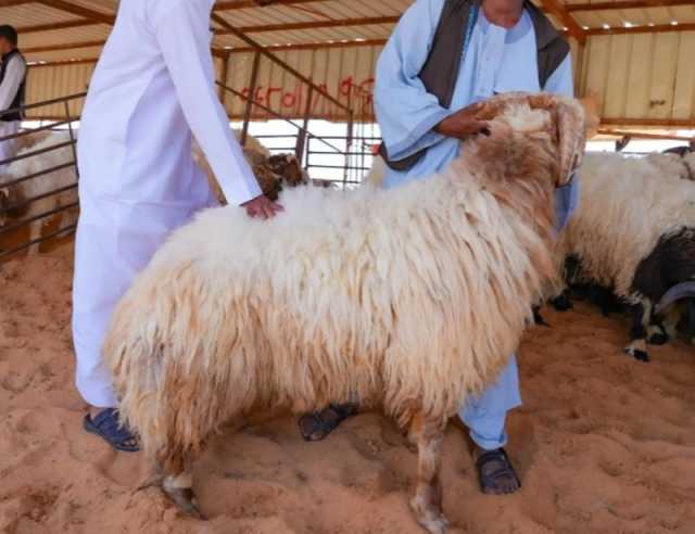 الجوف.. أسواق الماشية تشهد إقبالاً لشراء الأضاحي