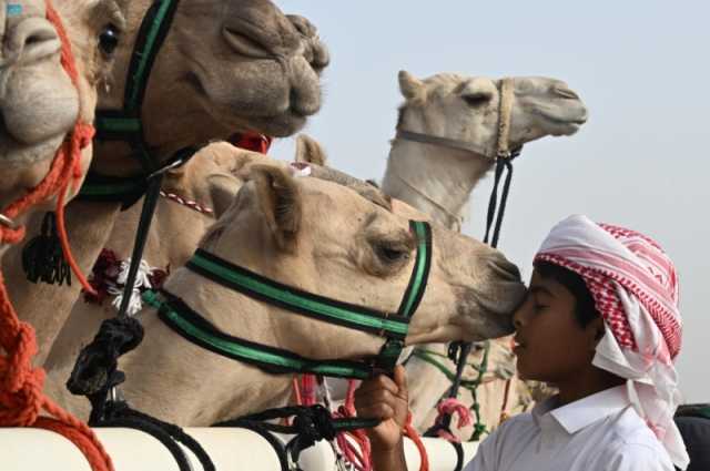 الطائف.. انطلاق مهرجان جادة الإبل 19 سبتمبر