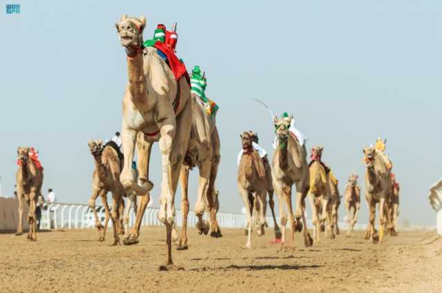 بجوائز 56 مليون ريال.. انطلاق مهرجان ولي العهد للهجن في الطائف غدًا