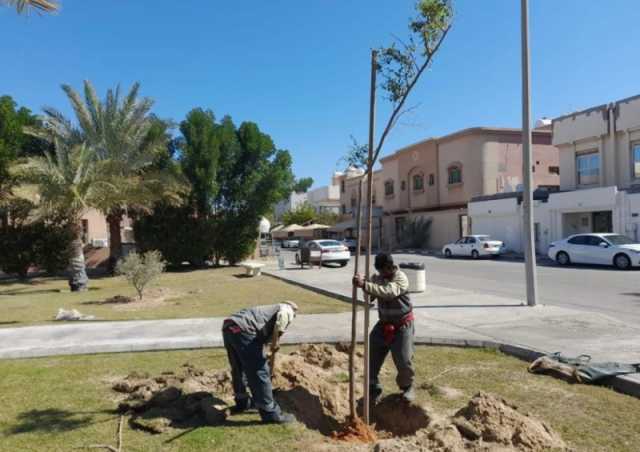 هيئة تطوير الشرقية.. إطلاق 'دليل التشجير' لتعزيز الغطاء النباتي