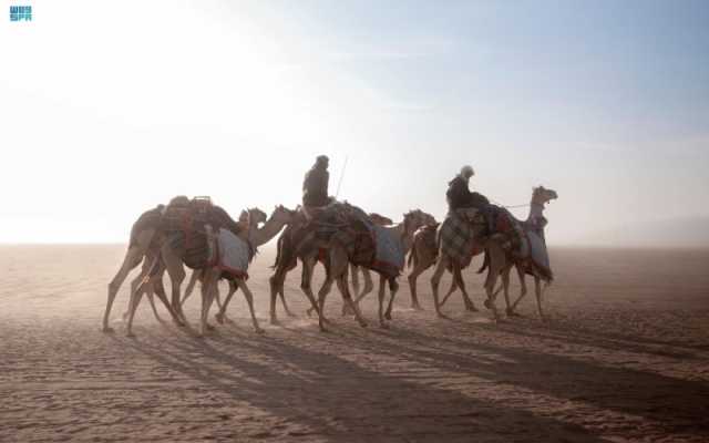 'الأوارك'.. أنواع وألوان وخصائص أعرق إبل العرب