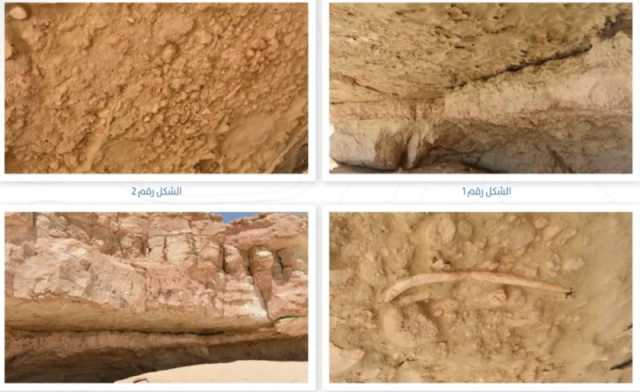 المساحة الجيولوجية لـ'اليوم': دومة العود موطن لأقدم المخلوقات منذ 14 مليون سنة