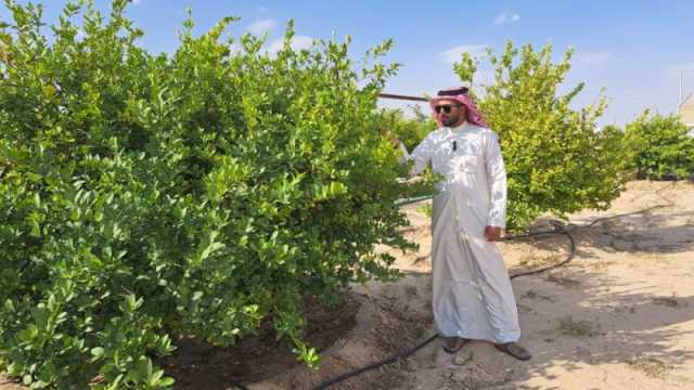 الموقع الجيد والري المنتظم والإضاءة.. 3 عوامل تحدد جودة إنتاج 'اللومي الحساوي'