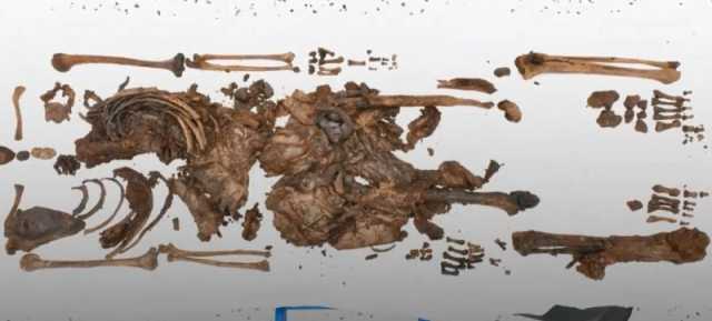 إيرلندا الشمالية.. اكتشاف رفات بشرية عمرها 2500 عام