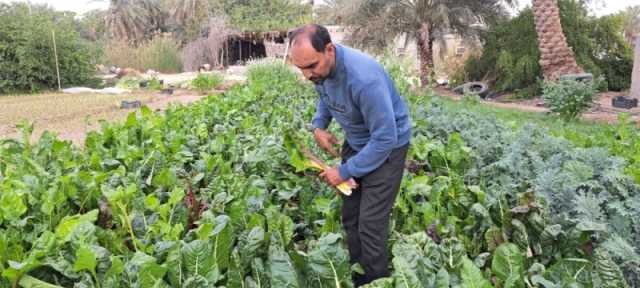 صور| نجاح زراعة «السلق» الروسي والأوكراني في الأحساء