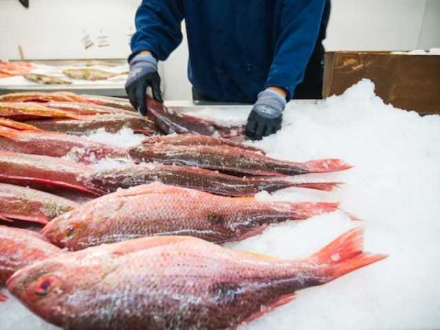 'بيئة المدينة' ترصد مخالفات بسوق الأسماك خلال حملة تفتيشية