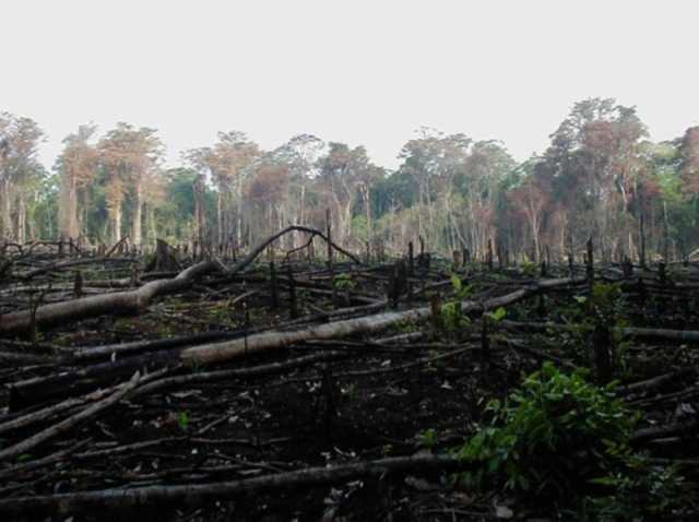 دراسة: لهذه الأسباب نصف غابات الأمازون معرضة للاختفاء في 2050