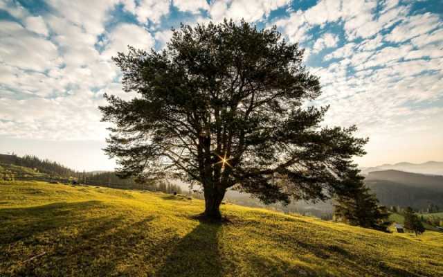 'الغطاء النباتي' ينقل 5 أشجار معمرة إلى متنزه المدينة الوطني