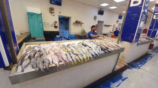 صور| الأسماك في الشرقية.. كميات وفيرة وانخفاض الأسعار بنسبة 25%