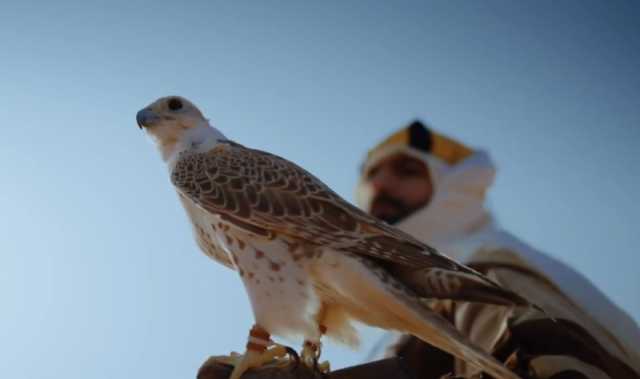 'الصقر'.. إرث أصيل ورفيق الإنسان في رحلة تأسيس الدولة السعودية