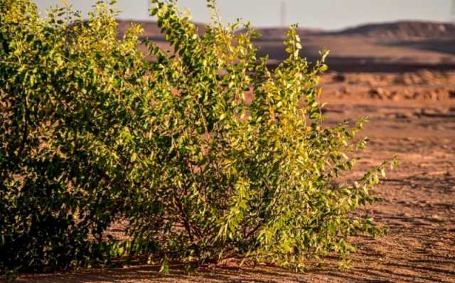 مهددة بالاندثار.. رصد شجرة 'الغرب' النادرة في أحد روافد أودية عرعر