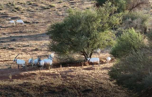 محمية الإمام تركي بن عبدالله الملكية تحظر أنشطة الصيد الجائر ضمن نطاقها