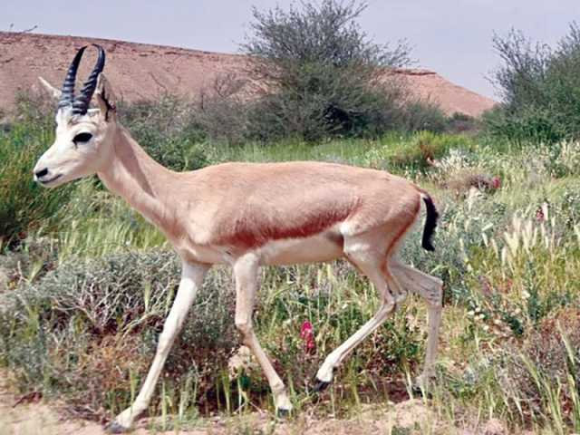 إشادة أممية بوفاء المملكة بالتزامها في اتفاقية التنوع الأحيائي