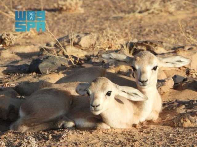 صور| محمية الملك سلمان ملاذ آمن وبيئة خصبة لتكاثر غزال الريم